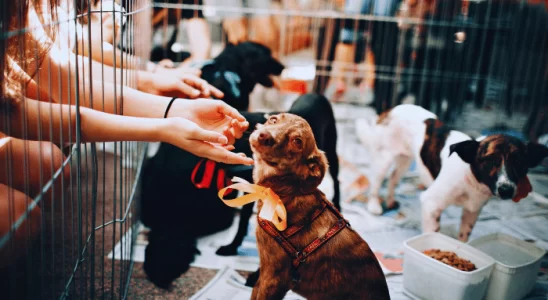 Adotar um cão adulto - Descubra os motivos para fazer essa escolha