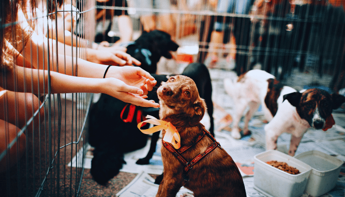 Adotar um cão adulto - Descubra os motivos para fazer essa escolha