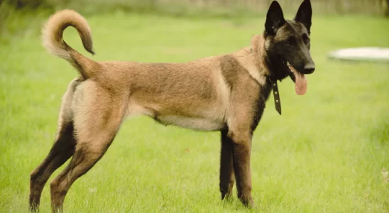 Belga Malinois - Saiba mais sobre esse cão atlético de grande porte