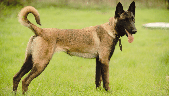 Belga Malinois - Saiba mais sobre esse cão atlético de grande porte