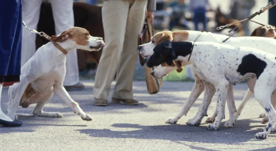 Briga de cães no passeio - Como fazer para evitar? Descubra agora!