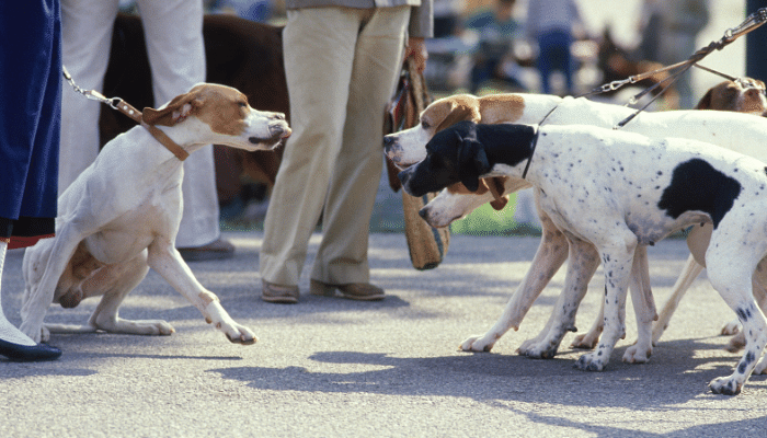 Briga de cães no passeio - Como fazer para evitar? Descubra agora!