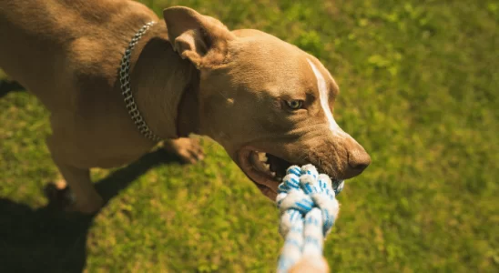 Brinquedos para seu cão - Saiba como fazer com materiais recicláveis