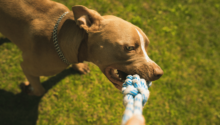 Brinquedos para seu cão - Saiba como fazer  com materiais recicláveis