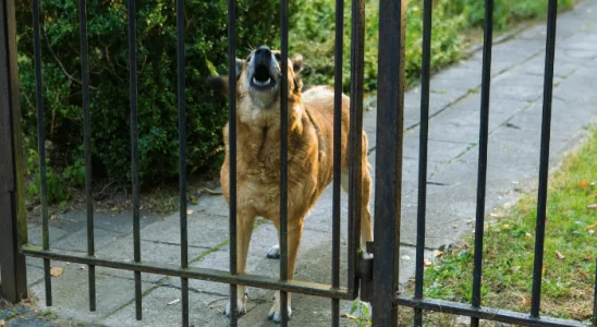 Cachorro latindo para visitas – O que fazer? Descubra agora!