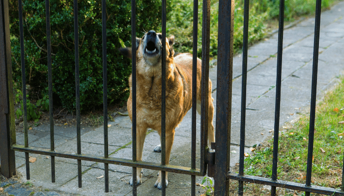 Cachorro latindo para visitas – O que fazer? Descubra agora!