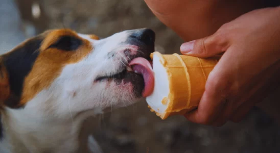 Cachorro pode tomar sorvete? Saiba qual tipo desorvete é permitido