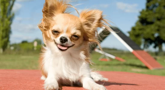 Cães com vida longa e menos risco de doença - Confira quais as raças!