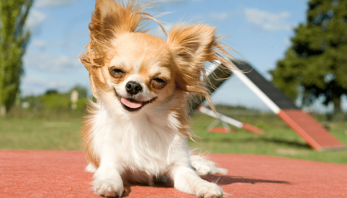 Cães com vida longa e menos risco de doença - Confira quais as raças!