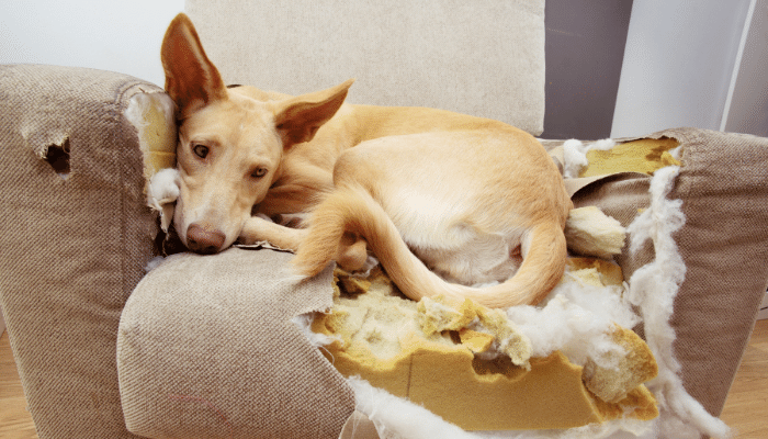 Cão destruidor – Como lidar com esse comportamento? Confira!