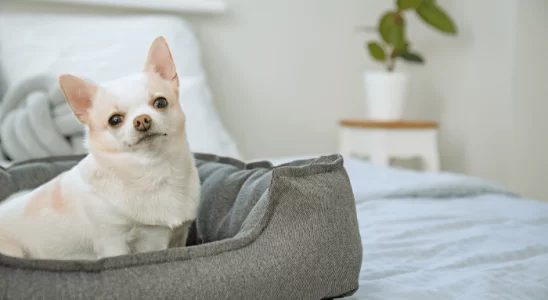 Cavar e ficar rodando na cama - Por que o cão faz isso antes de deitar?