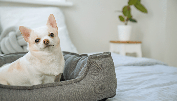 Cavar e ficar rodando na cama - Por que o cão faz isso antes de deitar?