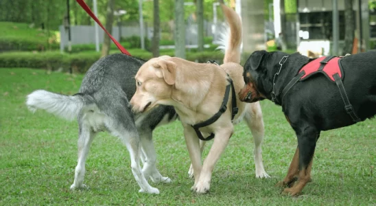 Cheirar o rabo do outro - Por que os cachorros fazem isso? Confira!