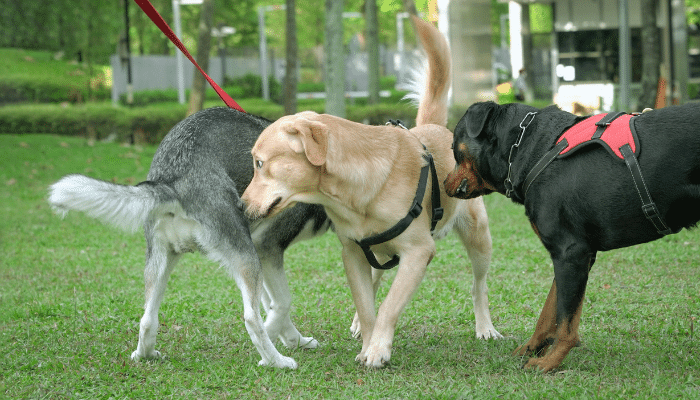 Cheirar o rabo do outro - Por que os cachorros fazem isso? Confira!