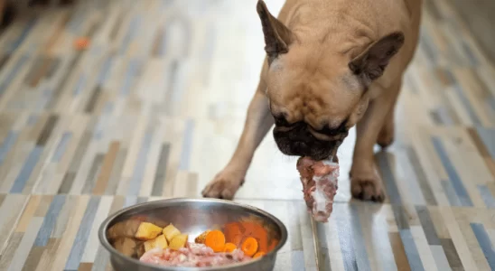 Comida caseira para cachorro - Fácil, saudável e nutritiva. Confira!