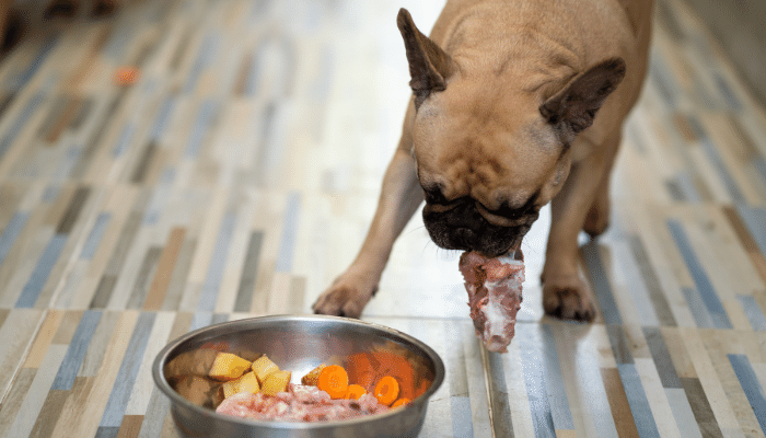 Comida caseira para cachorro - Fácil, saudável e nutritiva. Confira!