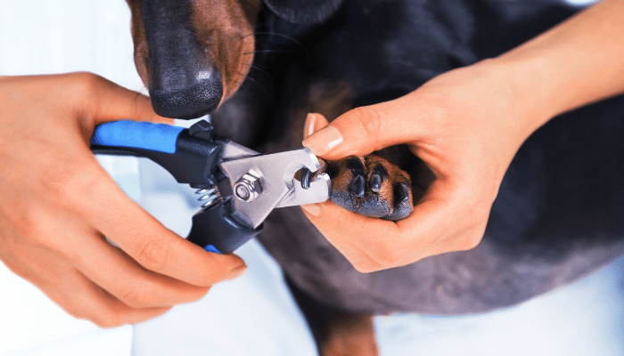 Cortar as unhas do cachorro - Como fazer e quais os cuidados essenciais