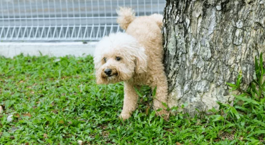 Marcar território - Por que os cachorros tem esse comportamento? Confira!