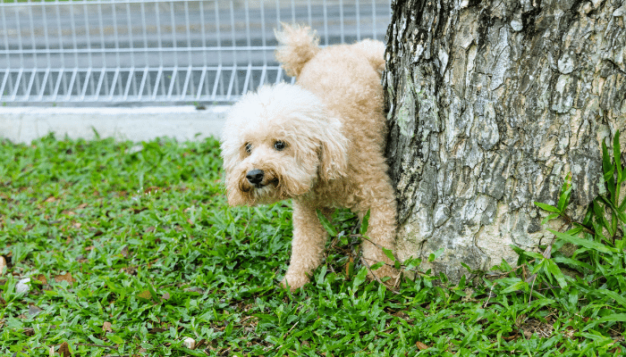 Marcar território - Por que os cachorros tem esse comportamento? Confira!