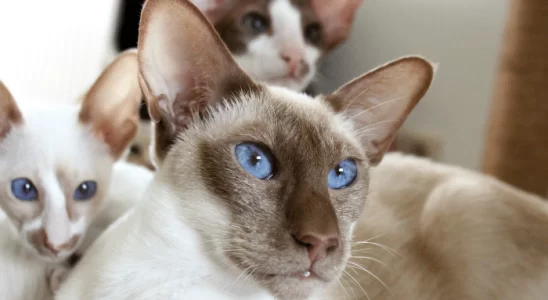 Oriental Longhair - Descubra mais sobre esse gatinho curioso