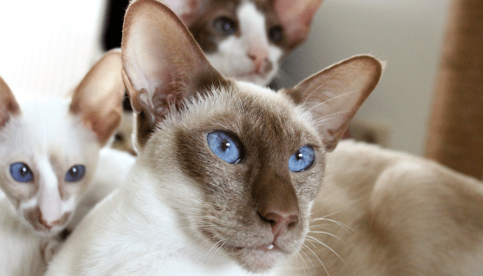 Oriental Longhair - Descubra mais sobre esse gatinho curioso