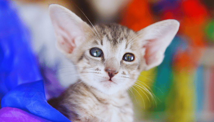 Oriental Shorthair - Descubra mais sobre esse gato amoroso e amigável