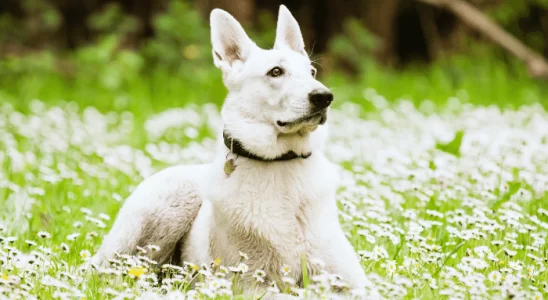 Pastor Canadense - Saiba mais sobre esse cão amigo e cheio de energia