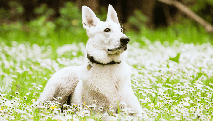 Pastor Canadense - Saiba mais sobre esse cão amigo e cheio de energia