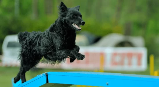 Pastor Croata - Descubra mais sobre esse cachorro ágil e alegre