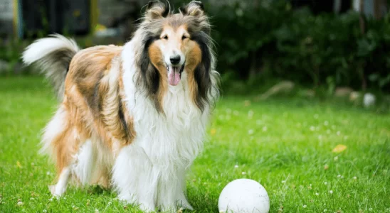 Rough Collie - Descubra mais sobre esse cão sensível e inteligente