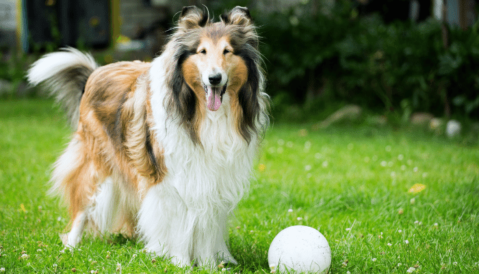 Rough Collie - Descubra mais sobre esse cão sensível e inteligente