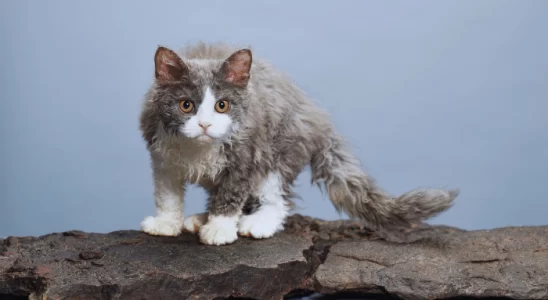 Selkirk Rex - Saiba mais sobre esse gato com pelagem de ovelha