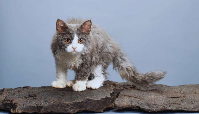 Selkirk Rex - Saiba mais sobre esse gato com pelagem de ovelha 