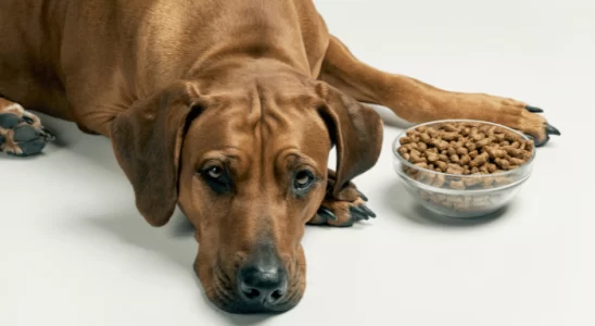 Cachorro só come quando estou perto – O que fazer? Saiba mais!