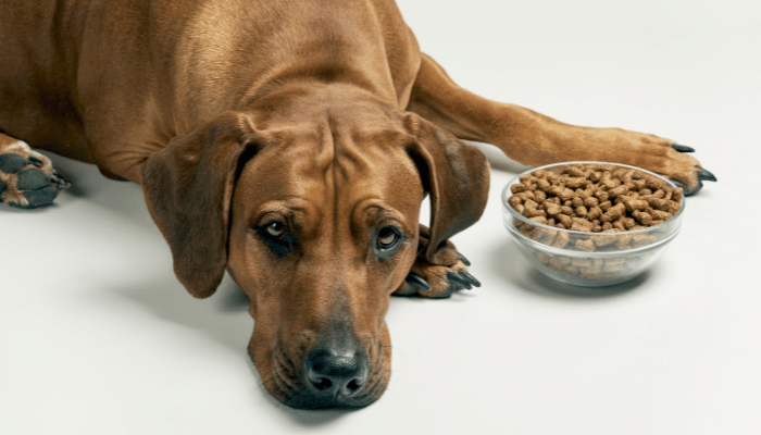 Cachorro só come quando estou perto – O que fazer? Saiba mais!