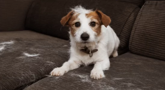 Cachorro soltando muito pelo - O que fazer? Confira as dicas!