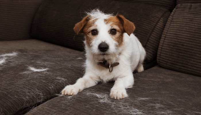 Cachorro soltando muito pelo - O que fazer? Confira as dicas!