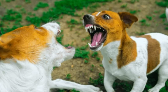 Cachorros brigando em casa - Como resolver o problema? Confira!