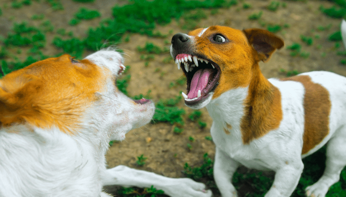 Cachorros brigando em casa - Como resolver o problema? Confira!