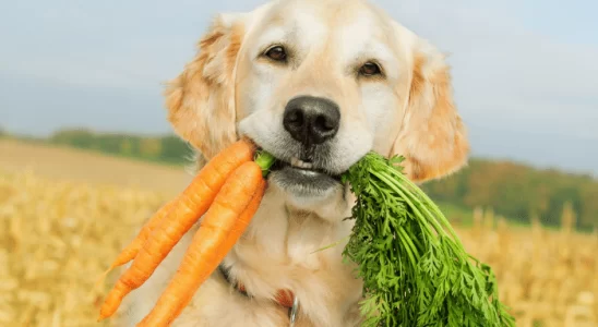 Cachorros podem comer cenoura? Tem algum benefício? Confira!