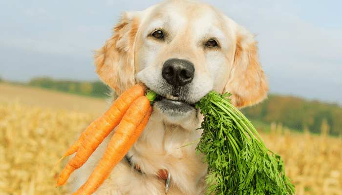 Cachorros podem comer cenoura? Tem algum benefício? Confira!