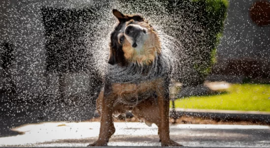 Cachorros se sacodem - Por que eles fazem isso? Saiba mais!