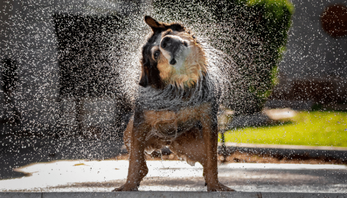 Cachorros se sacodem - Por que eles fazem isso? Saiba mais!