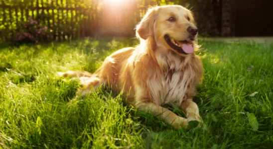 Cães gostam de ficar no sol - Saiba o porquê e se faz bem para ele