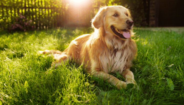 Cães gostam de ficar no sol - Saiba o porquê e se faz bem para ele