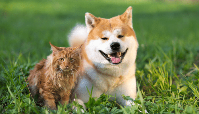 Cão e gato podem viver juntos? Saiba como melhorar essa relação