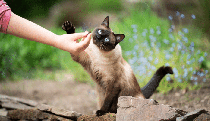 Ganhar confiança do gato – Como conseguir? Saiba mais!