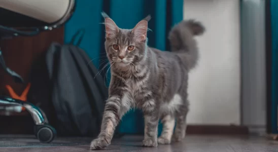 Gato sozinho em casa – O que será que ele faz nessas horas? Confira!