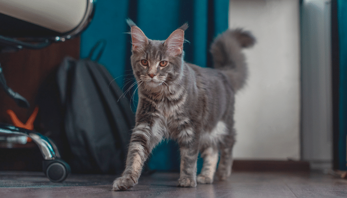 Gato sozinho em casa – O que será que ele faz nessas horas? Confira!