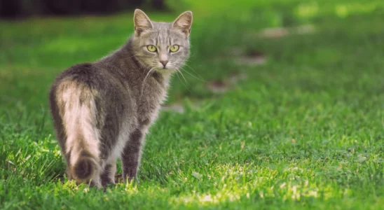 Gatos atendem pelo nome? Será que entendem? Descubra agora!